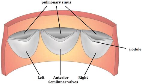 Posterior view of the human pulmonary valve (cf. [3]). | Download Scientific Diagram