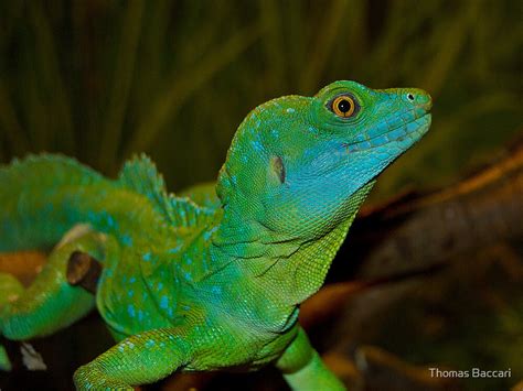 "Mr. Lizard - Plumed Basilisk Lizard" by TJ Baccari Photography | Redbubble