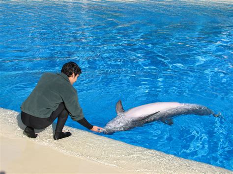 Dolphin Habitat - Birth and Research Pool - ZooChat