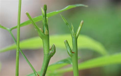 Money Tree: Pruning Growth - Eastern Leaf Knowledge Base