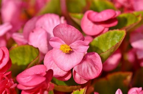 Begonia tamaya (Begonia corallina)