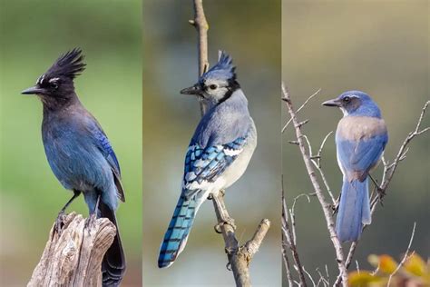 10 Birds Similar To Blue Jays (with Photos) - Bird Feeder Hub