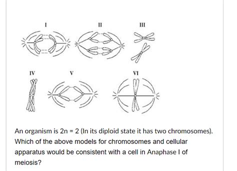 Solved An organism is 2n=2 (In its diploid state it has two | Chegg.com