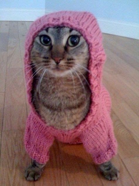 Gray tabby cat wearing a pink hooded sweater | Cute cats, Baby cats, Cute animals