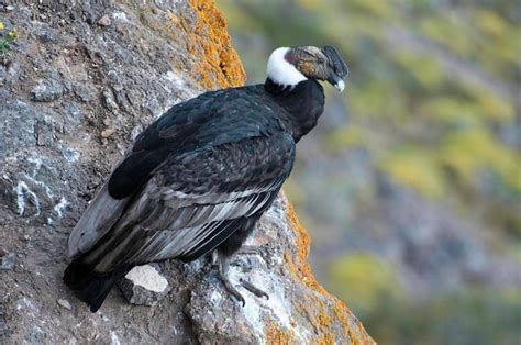 Andean Condor Facts, Range, Habitat, Adaptations, Pictures