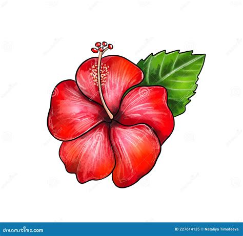 Illustration of a Colored Drawing of Hibiscus Flower Close Up of Lilac ...