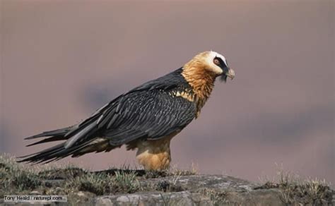 BBC Nature - Lammergeier videos, news and facts Bearded Vulture, Birds Of Prey, Birds 2 ...