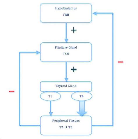 The feedback of HPT axis (22) . | Download Scientific Diagram