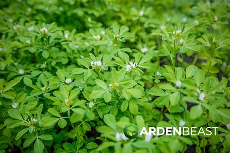 How to Plant And Grow Fenugreek: Complete Guide