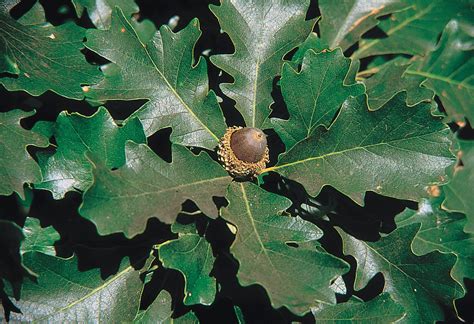 Quercus macrocarpa - Wikipedia