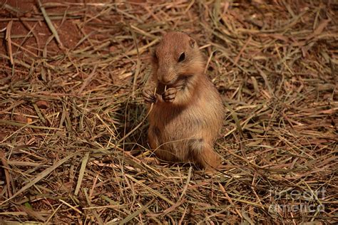 Baby Prairie Dog Eating Piece of Straw Photograph by DejaVu Designs - Fine Art America