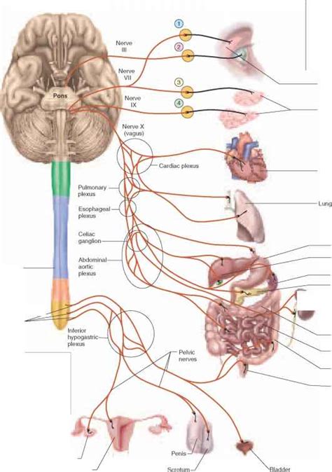 The Parasympathetic Division - Unity Companies - RR School Of Nursing