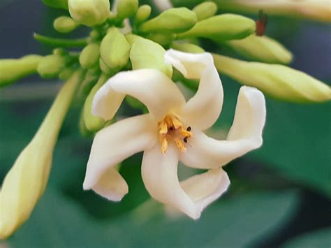 Papaya flower | Papaya flower, Flower photos, Flowers