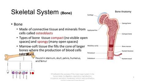 Cells Of The Skeletal System | MedicineBTG.com