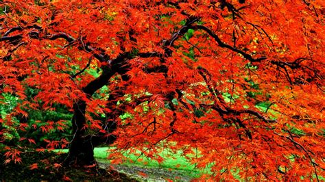 🔥 Download Autumn Trees Wallpaper Photos And by @michelew | Autumn Tree ...