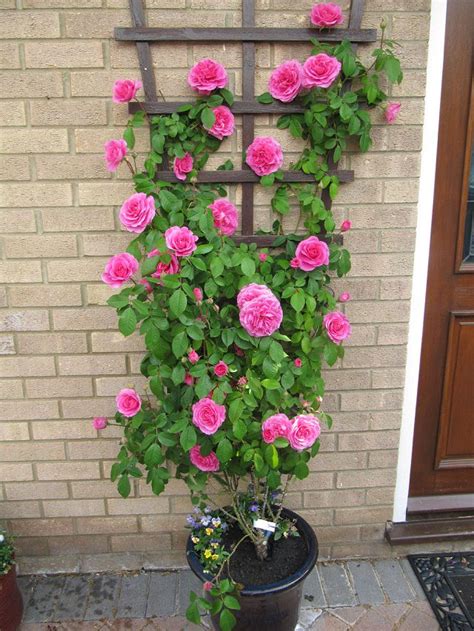 24 Best Vines for Containers | Climbing Plants For Pots | Balcony Garden Web