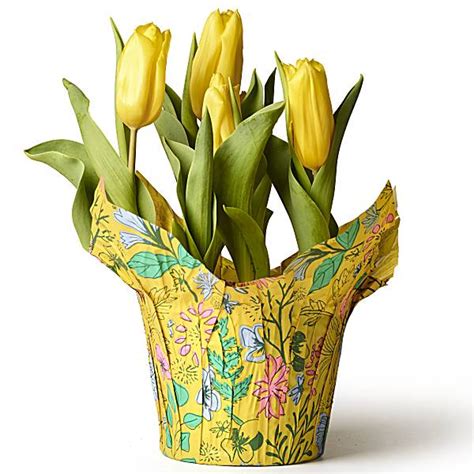 Assorted Tulips | Publix Super Markets