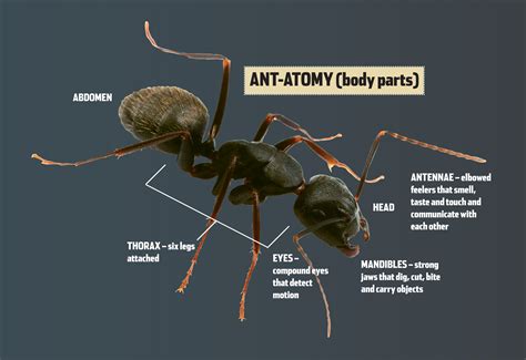 Ant Body Parts