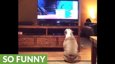 English Bulldog Watches Lady and the Tramp - BulldogGuide.com