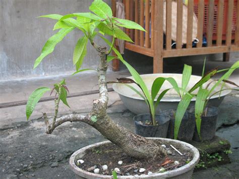 Mango Tree | A Philippine or carabao mango, a bonsai materia… | Flickr