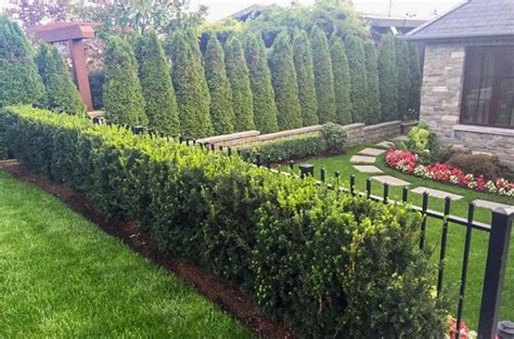 Privacy Shrubs - 15 Fast Growing Privacy Shrubs & Bushes - Garden Lovers Club / The best shrubs ...