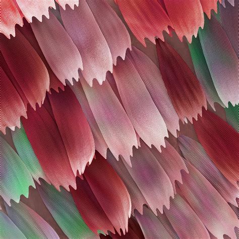 Butterfly Wing Scales, Sem Photograph by Power And Syred