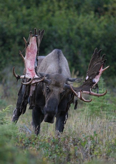 Alaskan Murder Horse : ProperAnimalNames