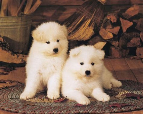 Two white American Akita puppies photo and wallpaper. Beautiful Two ...