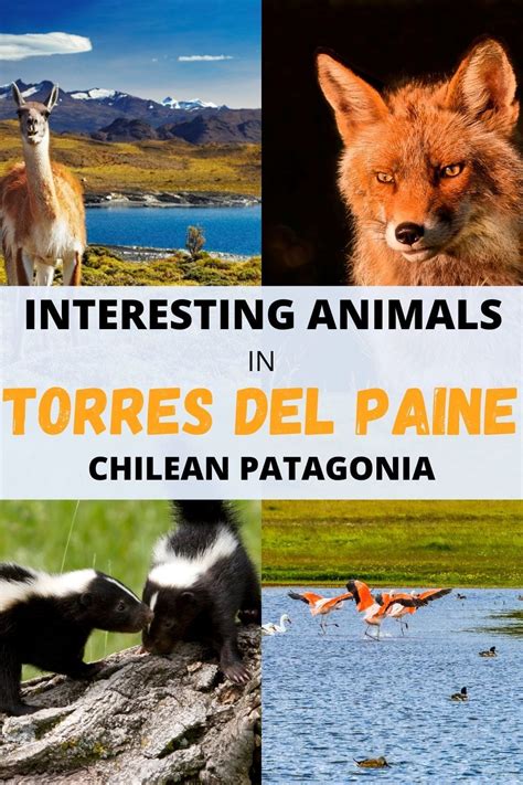 13 crazy birds and animals in Torres del Paine(and Patagonia)