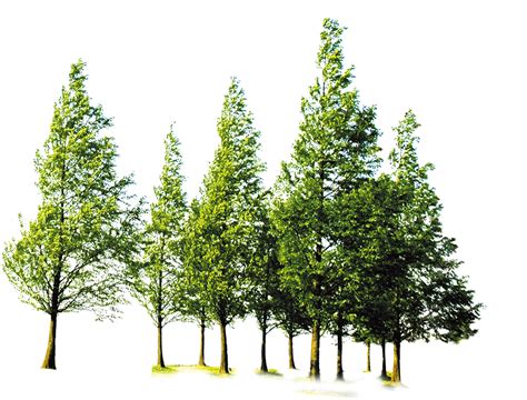 Forest PNG transparent image download, size: 1348x1026px