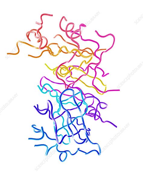 Pepsin molecule - Stock Image - A605/0154 - Science Photo Library