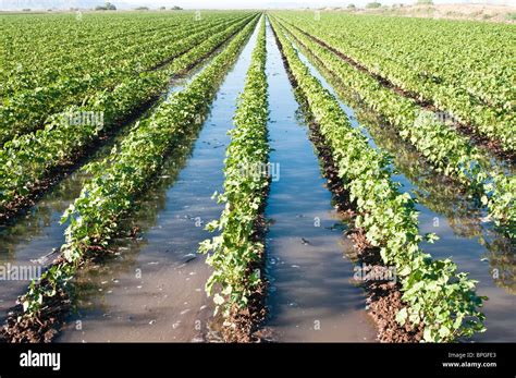 A cotton field is flooded to irrigate the young plants Stock Photo, Royalty Free Image: 31096187 ...