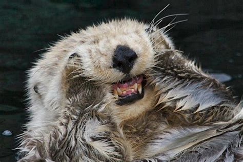 Sea Otter Teeth Stronger than Human’s | Focusing on Wildlife | Otters ...