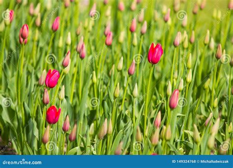 Image of Purple Tulip Flowers in a Garden Stock Photo - Image of ...