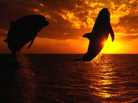 30 Beautiful Killer Whale Pictures and HD Wallpapers