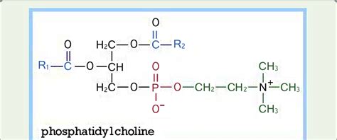 Structure of Phosphatidylcholine (http://www.rpi.edu/dept/bcbp ...