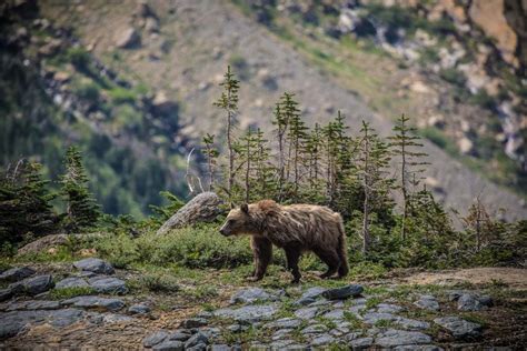 5 Best U.S. National Parks to See Grizzly Bears (Or Brown Bears)