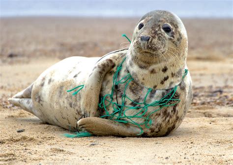 la pollution des oceans