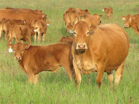 Limousin Cattle – Garrison Limousin