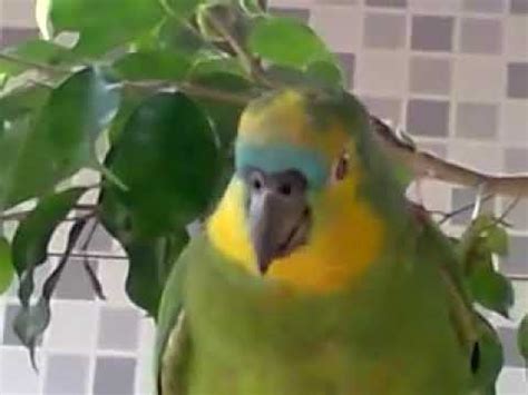 Parrot crying like a real baby - YouTube