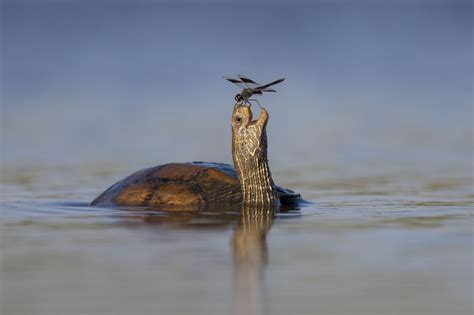 Wildlife Photographer of the Year: The People's Choice Award - ABC News