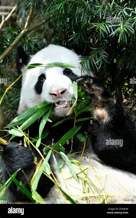 Panda in a zoo in Singapore Stock Photo - Alamy