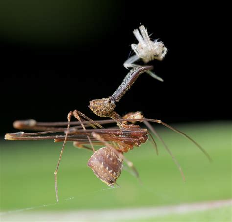 Eriauchenius sp. Cool Insects, Bugs And Insects, White Tailed Spider ...