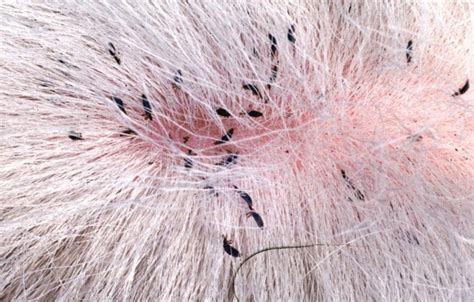 Facts About Lice In Cats That You Need To Know - Cat Lovers