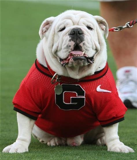 What Uga the Georgia bulldog gets before he flies - The San Diego Union ...