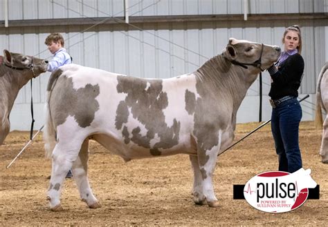 2021 San Angelo Stock Show | Market Steers | Exotic | The Pulse