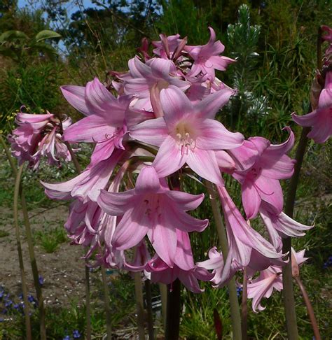 PlantFiles Pictures: Amaryllis Species, Belladonna Lily, Jersey Lily, March Lily, Naked Lady ...