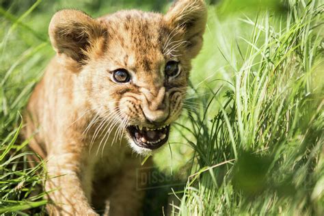 Close-up of lion cub roaring in grass - Stock Photo - Dissolve