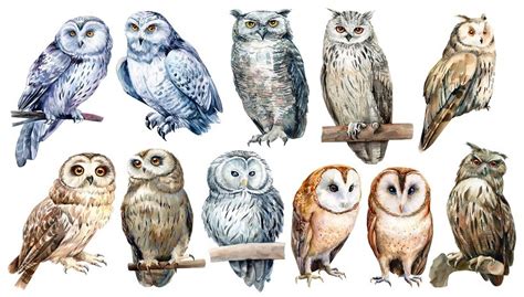 Owl Breeds