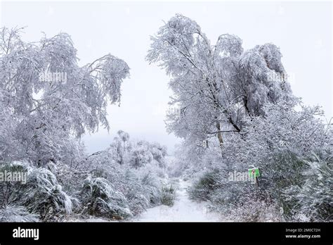 Winter landscape in the high fens in the Belgium Ardennes. A unique ...